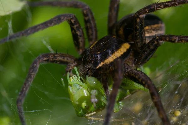 Spinnennatur — Stockfoto