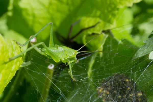 Spider nature — Stock Photo, Image