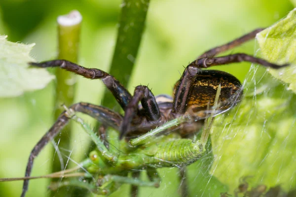 Spinnennatur — Stockfoto