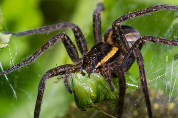 Pavouk příroda — Stock fotografie