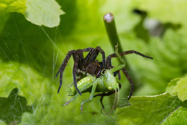 Naturaleza de araña — Foto de Stock