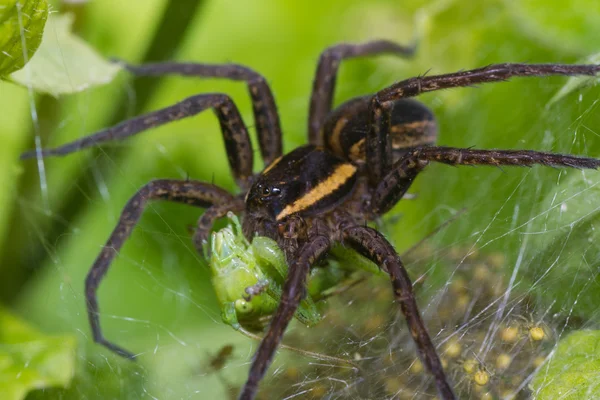 거미 자연 — 스톡 사진