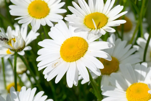 Flor —  Fotos de Stock