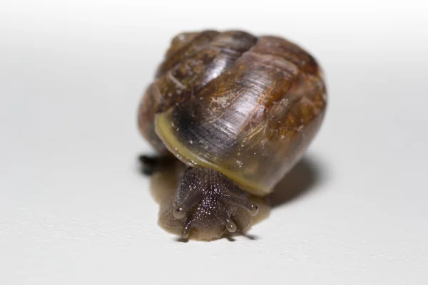 Caracol blanco — Foto de Stock