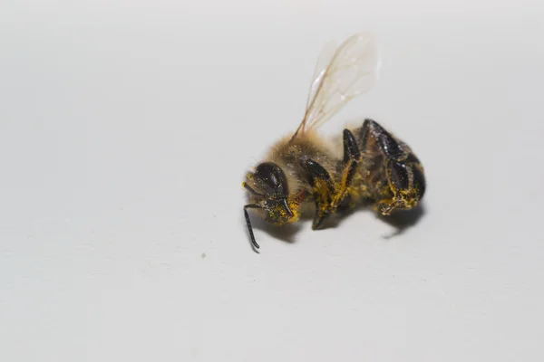 Animaux abeille — Photo