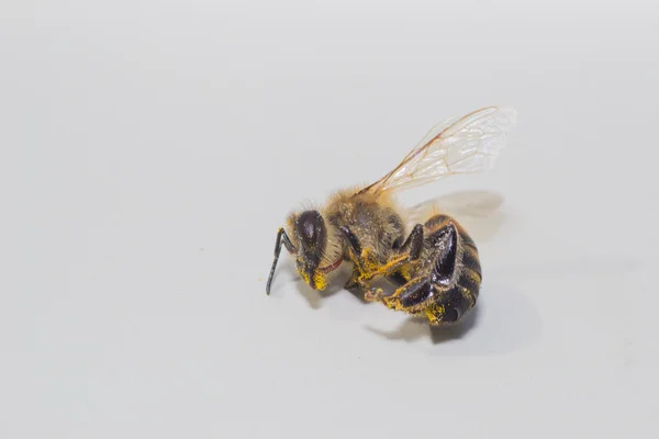 Animales abeja — Foto de Stock