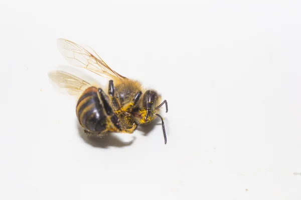 Animales abeja — Foto de Stock