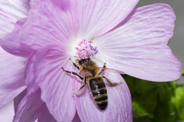 動物蜂 — ストック写真