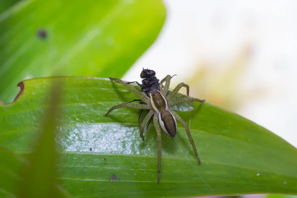 Spider natur — Stockfoto