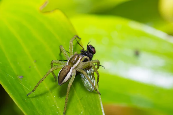 Naturaleza de araña — Foto de Stock