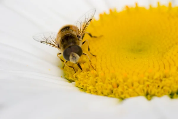 动物蜂 — 图库照片
