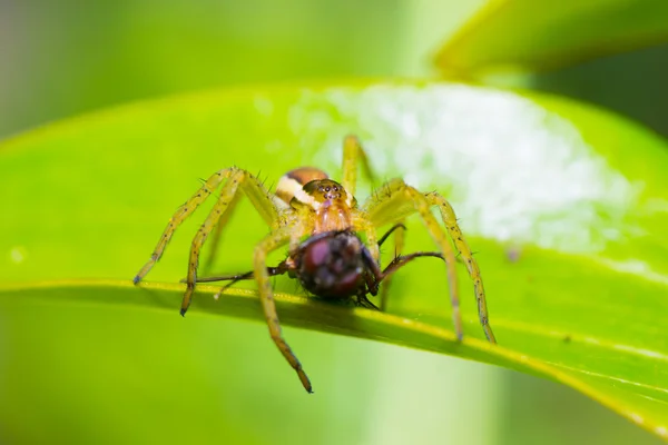 Naturaleza de araña — Foto de Stock