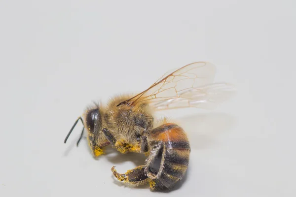 Dieren bee Rechtenvrije Stockfoto's