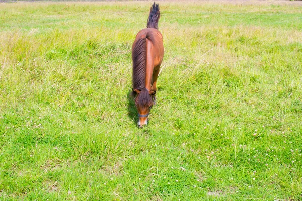 Weinig hengst — Stockfoto