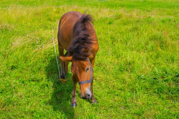 Kleiner Hengst — Stockfoto