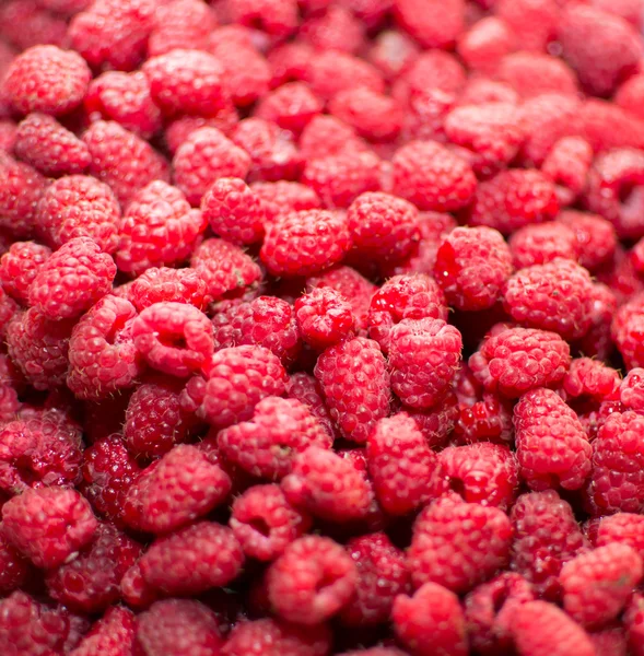 Raspberry — Stock Photo, Image