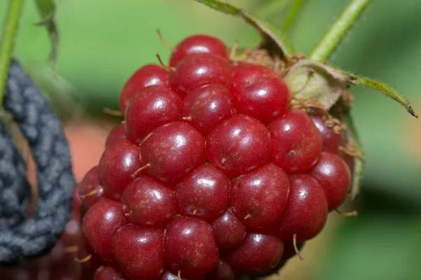 Berry blackberry — Stok fotoğraf