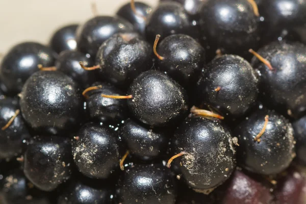 Berry blackberry — Stok Foto