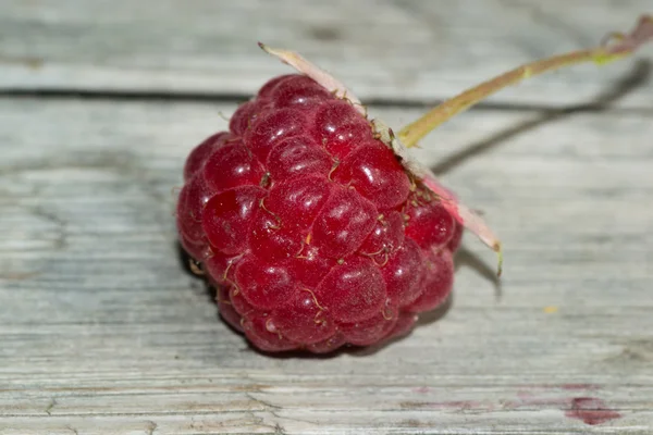 Bogyó blackberry — Stock Fotó