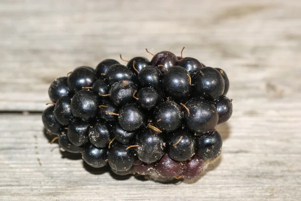 Berry blackberry — Stock fotografie
