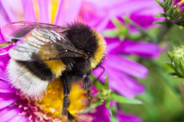 Bumblebee renk — Stok fotoğraf