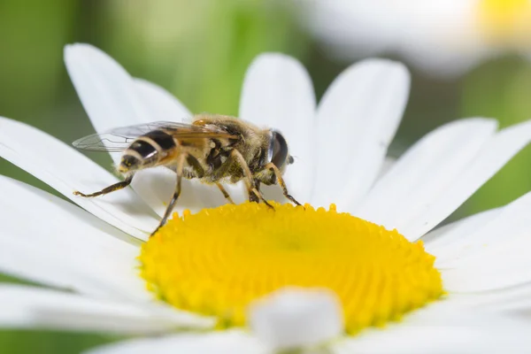 Cor de abelha — Fotografia de Stock