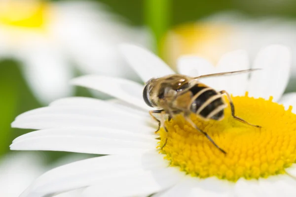 Hommel kleur — Stockfoto