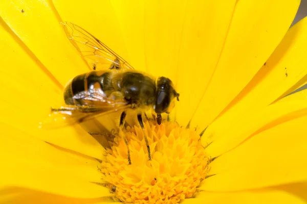 Bumblebee color — Stock Photo, Image