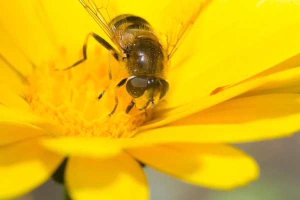 Bumblebee renk — Stok fotoğraf