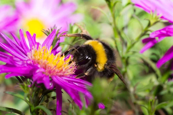 Bumblebee renk — Stok fotoğraf