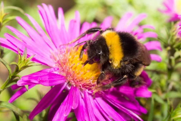 Hommel kleur — Stockfoto