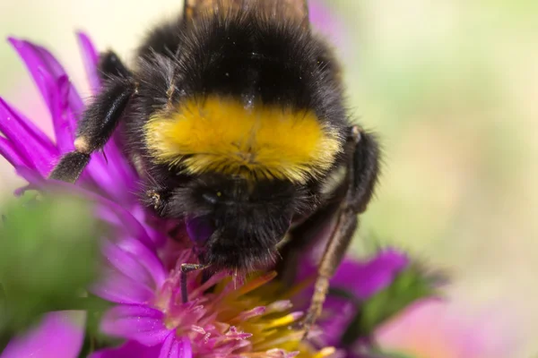 Bumblebee renk — Stok fotoğraf