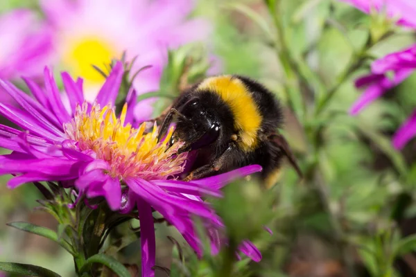 Bumblebee renk — Stok fotoğraf