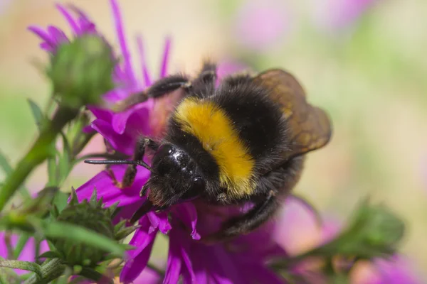 Bumblebee renk — Stok fotoğraf