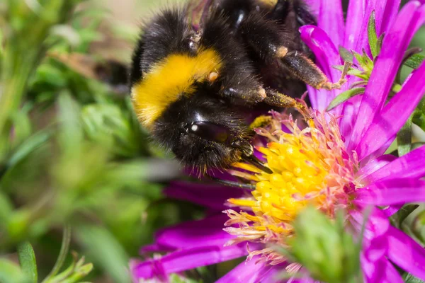 Bumblebee renk — Stok fotoğraf