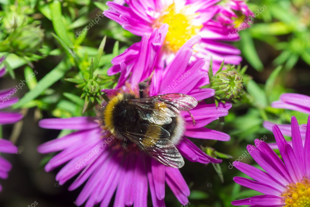 Bumblebee color — Stock Photo © vin-kirill #82820480