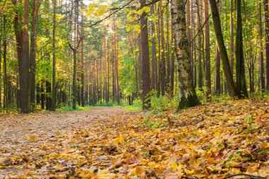 Sonbahar Orman açık havada