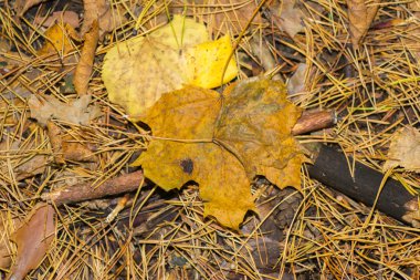 Sonbahar Orman açık havada