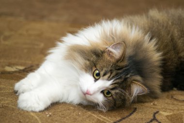 güzel beyaz kediler