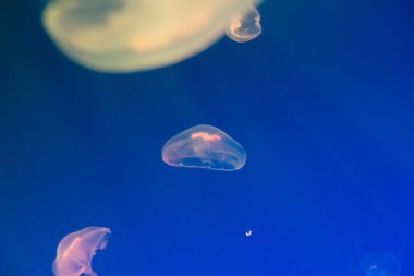 medusa sea diving clipart