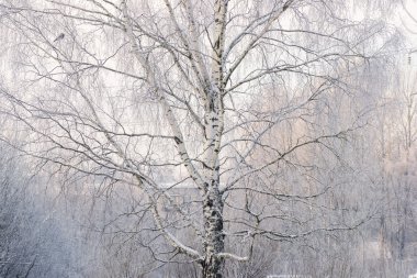 Kış huş ağacı orman 