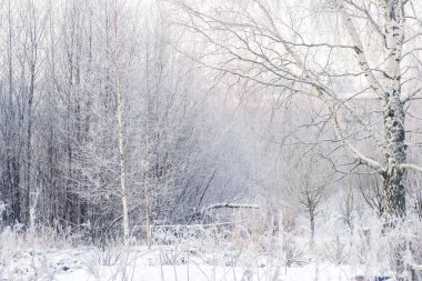 Kış huş ağacı orman 