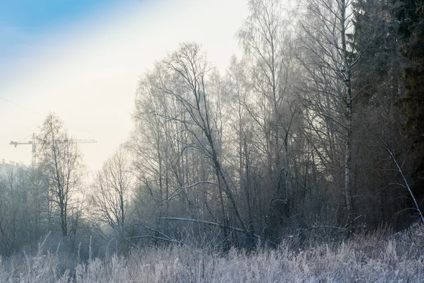 Winter trees snow — Stock Photo, Image