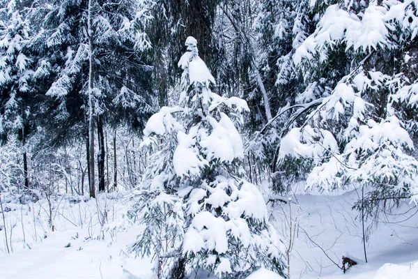 Árbol de naturaleza de invierno —  Fotos de Stock
