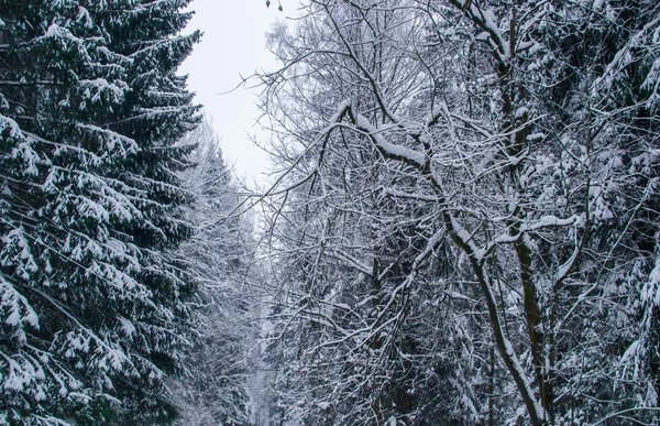 Winter-Naturbaum — Stockfoto