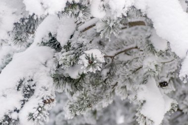 ağaç Noel kar kış