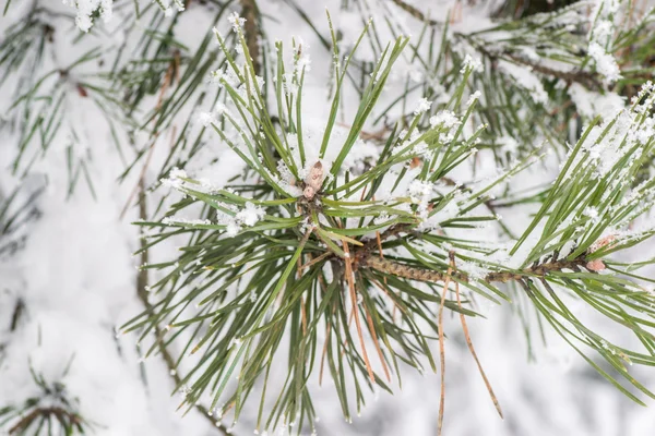 Arbre d'hiver neige de Noël — Photo