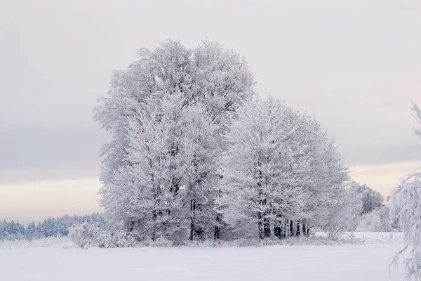 Winter  nature tree — Stock Photo, Image