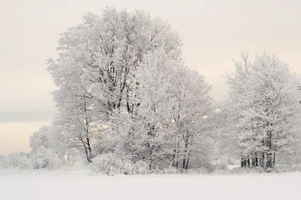 Winter  nature tree — Stock Photo, Image