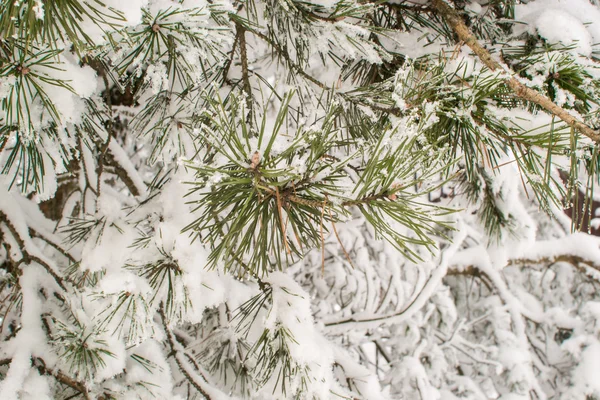 Arbre d'hiver neige de Noël — Photo